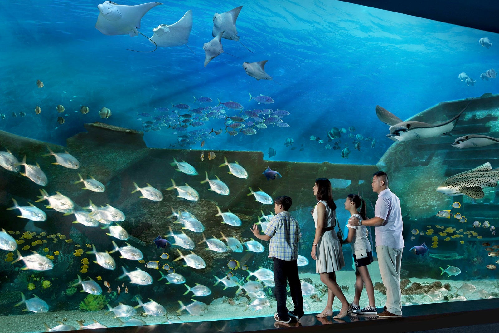 S.E.A. (Singapore Sea Aquarium) Aquarium Places For Visit In Singapore