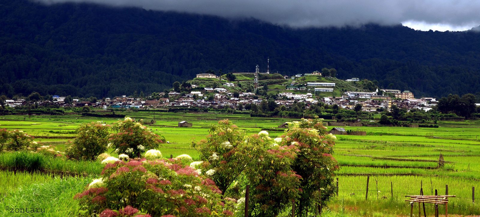 2. Ziro Valley, Arunachal Pradesh – A Lush Tribal Escape